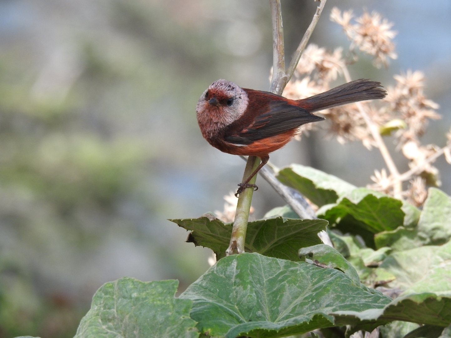 Pink-headed Warbler (Cardellina versicolor), photo 4