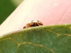 Psyllobora vigintimaculata