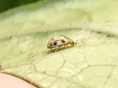 Psyllobora vigintimaculata