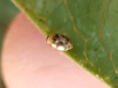 Psyllobora vigintimaculata