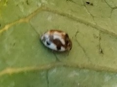 Psyllobora vigintimaculata