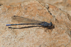 Argia tonto