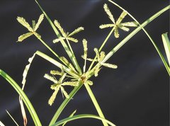 Cyperus malaccensis monophyllus