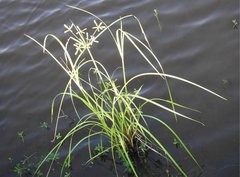 Cyperus malaccensis monophyllus