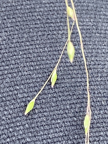 Panicum decompositum R.Br.