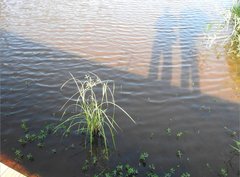Cyperus malaccensis monophyllus