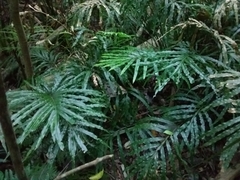 Pteris umbrosa