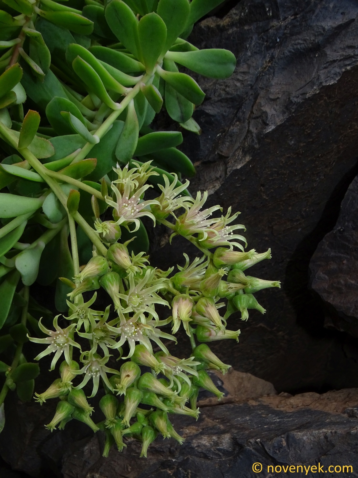 Imagem de Aeonium Catavento