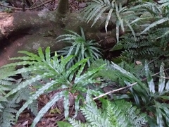 Pteris umbrosa