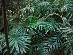 Pteris umbrosa