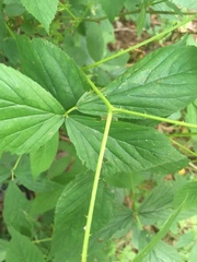 Rubus elegantulus