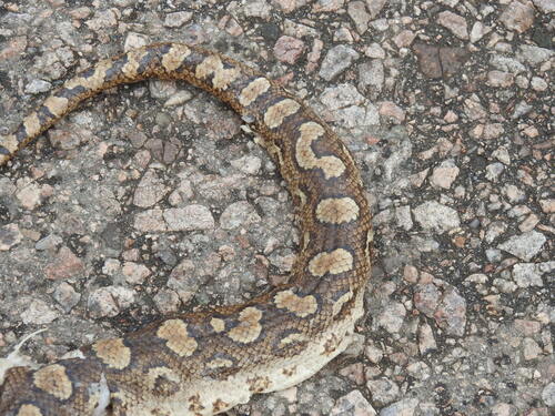 Argentinian Rainbow Boa