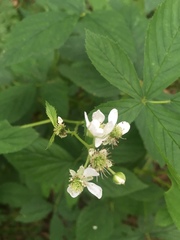 Rubus elegantulus