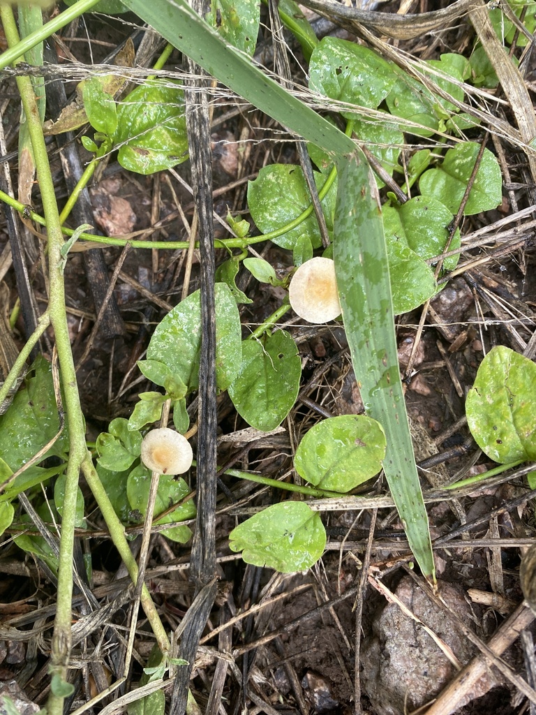 Agrocybe pediades · March 2025 · photo: © carancho (iNaturalist, cc-by)