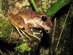 Craugastor sabrinus