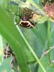 Pseudomops interceptus