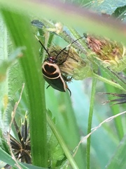 Pseudomops interceptus