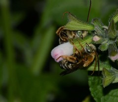 Melissodes comptoides