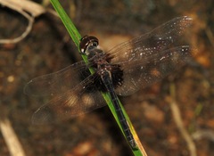 Macrodiplax balteata