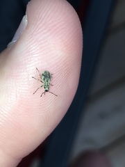 Calomycterus setarius