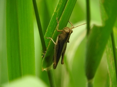 Schistocerca impleta