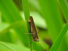 Schistocerca impleta