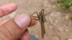 Schistocerca impleta