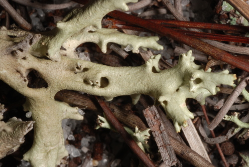 Florida Perforate Cladonia