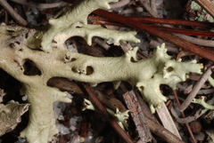 Cladonia perforata