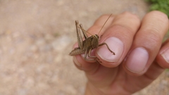 Schistocerca impleta