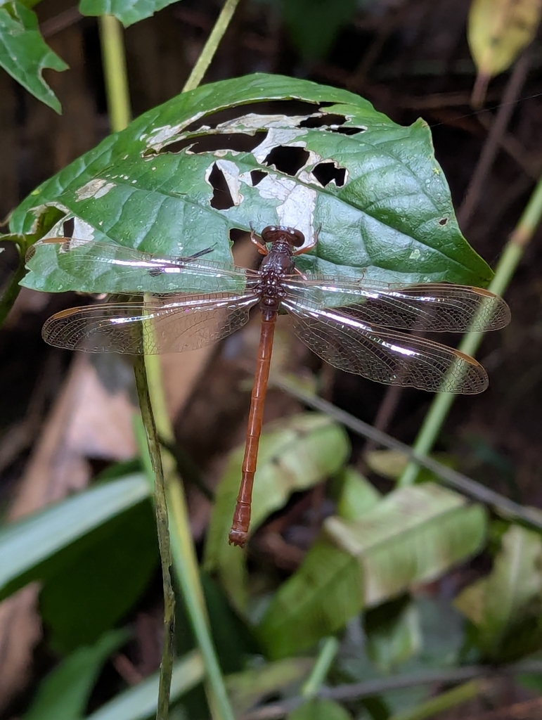 Epigomphus rufus