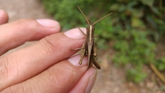 Schistocerca impleta