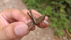 Schistocerca impleta