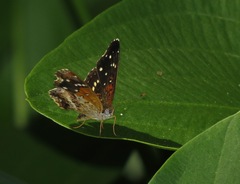 Anthanassa texana