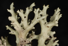 Cladonia perforata