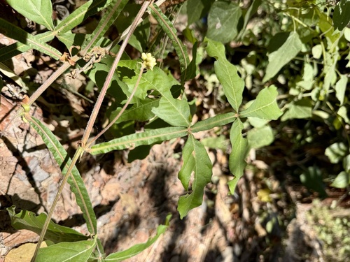 Bread and cheese (Paullinia pinnata)