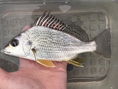 Silver Grunt photo 1
