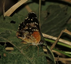 Anthanassa texana