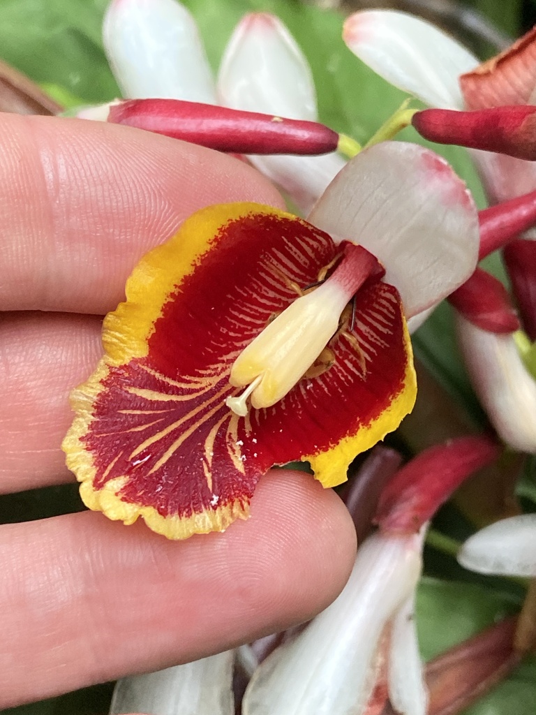Alpinia vietnamica (Alpinia vietnamica)