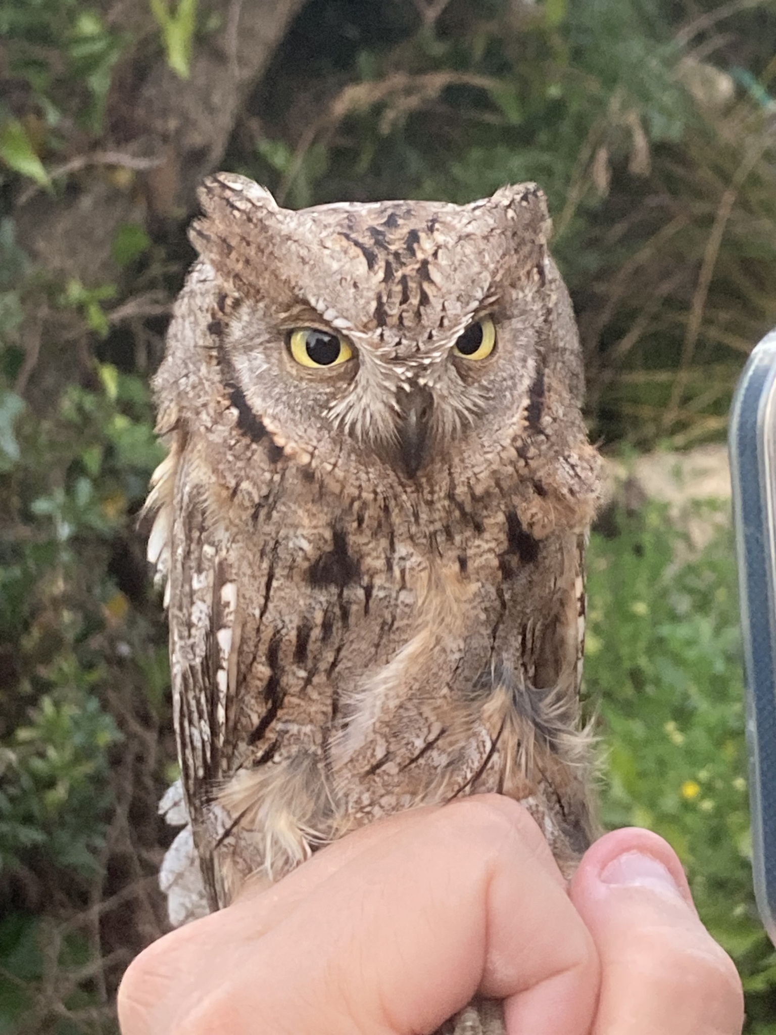 Eurasian Scops Owl