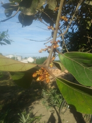 Actinodaphne pilosa