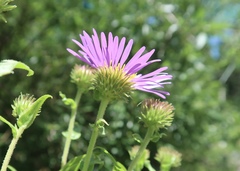 Dieteria bigelovii
