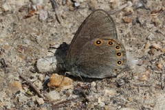 Coenonympha haydenii