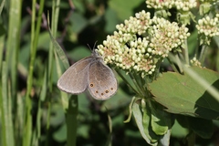 Coenonympha haydenii