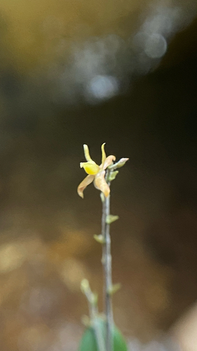 Epidendrum avicula, photograph 3