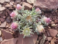 Townsendia condensata