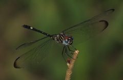 Dythemis velox