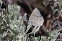 Satyrium semiluna