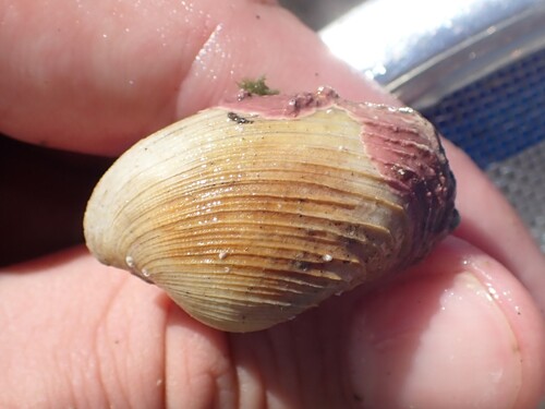 Notopaphia elegans observed 2025-03-02