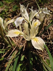 Iris chrysophylla